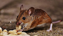 24 Hour & Emergency Exterminators in Stillwater, OK